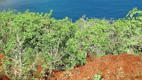 南米・ガラパゴス諸島