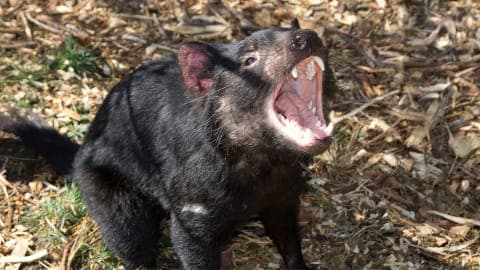 ホバート(タスマニア州)