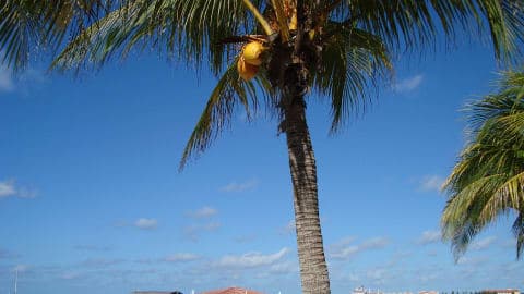 オラニエスタッド(オランダ自治領アルバ島)