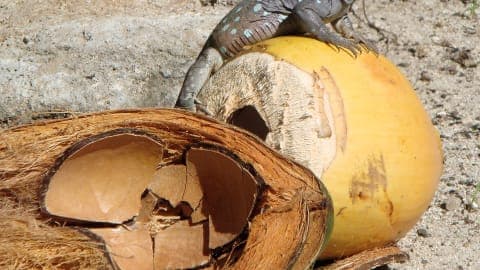 クラレンデイク(ボネール島)