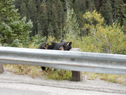 11-days one-way Alaska-s & Cruises